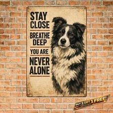 Border Collie When Too Much