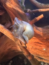 🐌 5+1 Juvenile Mystery