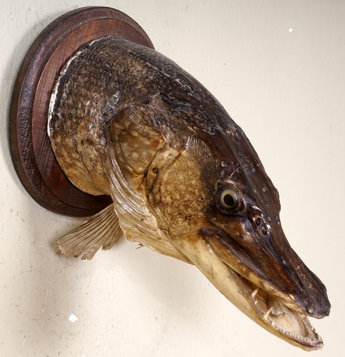 Beautiful pike head - pike,