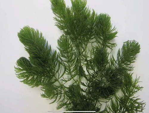 Large ceratophyllum - x,