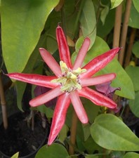 A Young Passion Flower