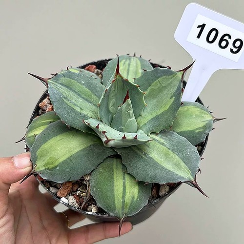 12cm succulent agave plant - 12cm,