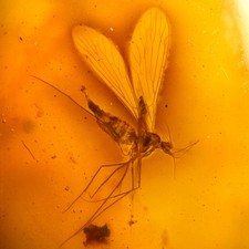 Scorpion Fly in Burmese /
