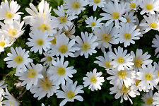 1-200 ANEMONE BLANDA WHITE