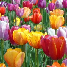 100pcs Mixed Tulip Flower