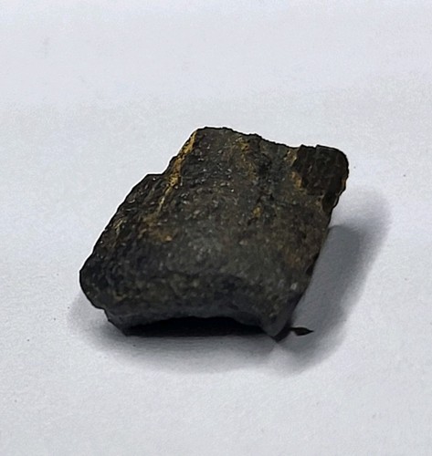 Tyrannosaur tooth fragment two - fragment,