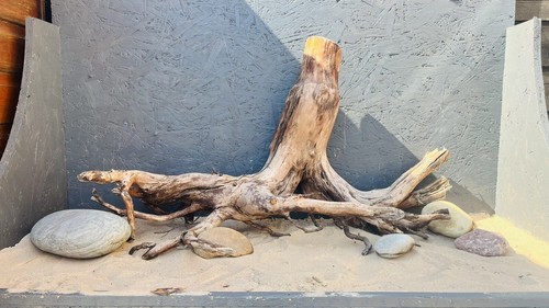 Aquarium wood stumps trunks - aquarium,