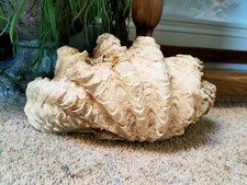 Real giant clam shell natural - giant,