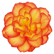 Begonia Nonstop fire 12 plug