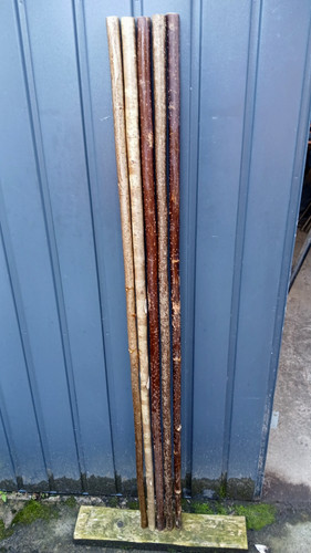 Hazel walking stick shanks - walking,