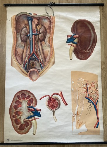 Vintage anatomical chart wall - vintage,