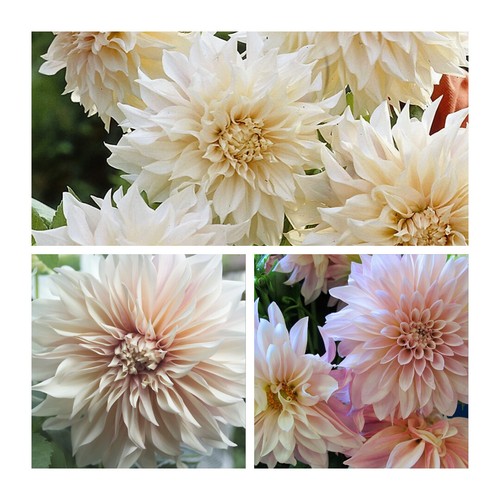Decorative dahlia café - dahlia, au