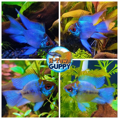 Pair cichlid rams - 1,