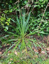 Yucca Rostrata ,Evergreen 95cm