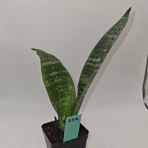 Sansevieria snake plant rooted - sansevieria,