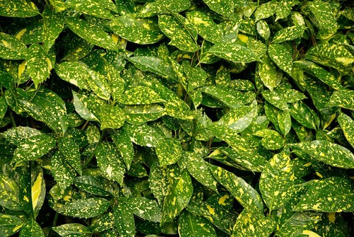 Aucuba japonica variegata - aucuba,