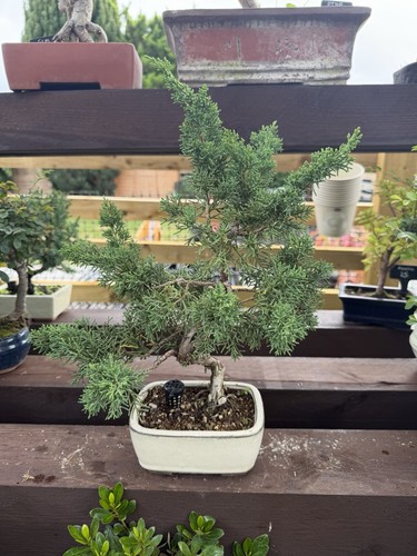 Juniper bonsai - juniper,