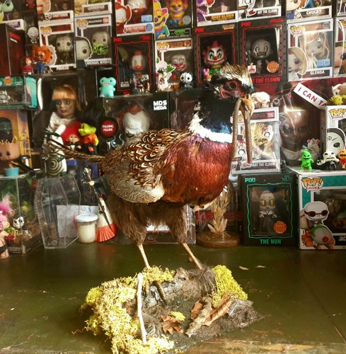 Taxidermied standing ringneck - taxidermied,