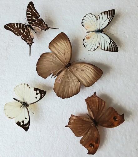 Butterfly collection set x5 - butterfly,