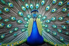 Peacock Bird Animal Canvas