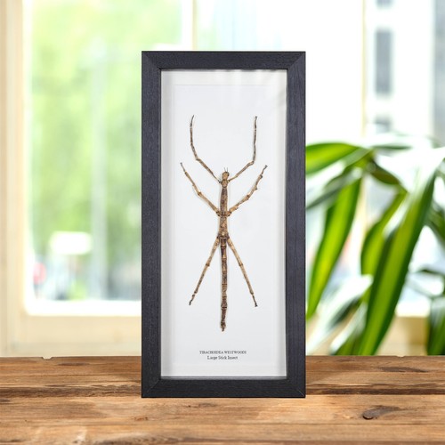 Large stick insect - stick,