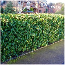 3 Portuguese Laurel Hedging
