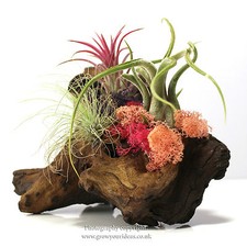 Pink, Purple & Red Air Plant Kit with 3 plants,3 Moss, Driftwood, Food & silicon