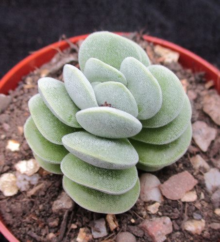 Crassula sericia velutina - crassula,