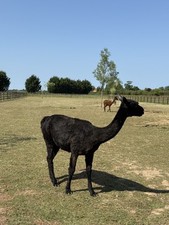 NEW Tilly's Black Suri Alpaca