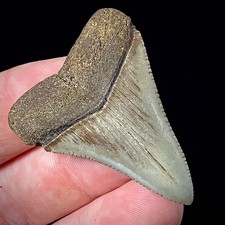 Great White Shark Tooth 1.74"
