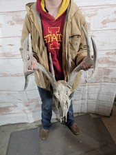 Wild 9 Point Whitetail Deer