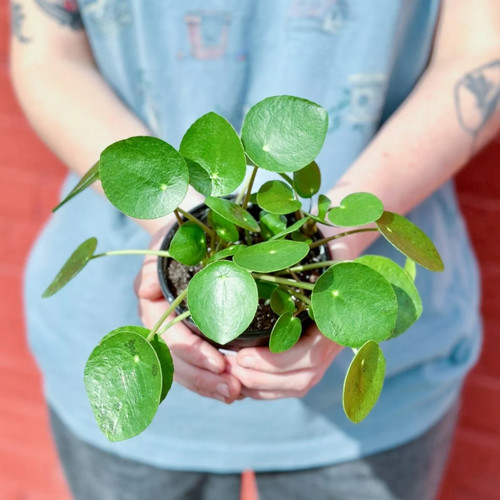 Pilea peperomioides - pilea,