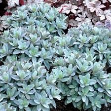 Sedum Marina - Orpine |