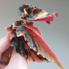 RARE - Begonia Ginny Galaxy