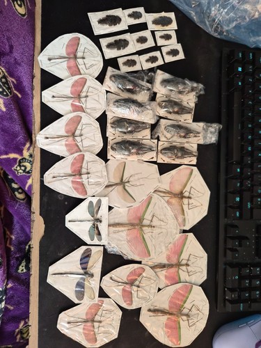Pack joblot taxidermy - joblot,