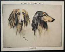 SALUKI   Vintage 1950's  Dog Portrait Card   DE25M