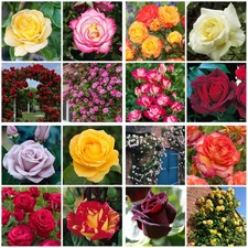Climbing/Clambing Rose Plant
