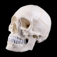 Life Size Human Skull Model