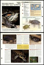 Red-Eared Terrapin #43 Reptiles Wildlife Fact File Fold-Out Card