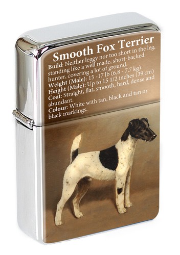Smooth fox terrier - smooth, top