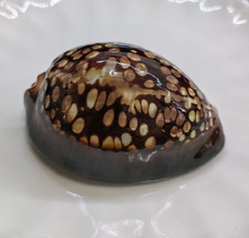 Large Natural Polished