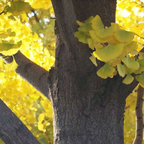 Ginkgo biloba seeds - 5,