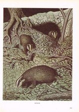 Badger Animal Print Picture Vintage 1972 OBOV#165
