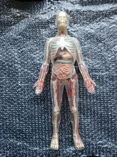 Educational toys human - educational,