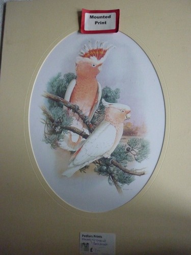 Major mitchell cockatoo bird - mitchell's,