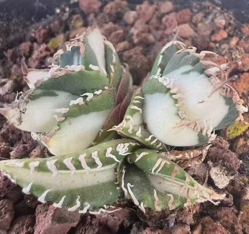 Sale rare plant agave titanota - plant,