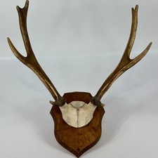 Vintage French Deer Antlers