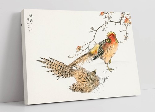 Numata kashu golden pheasant - golden,