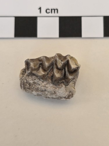 Fossil mammal oreodont - mammal,