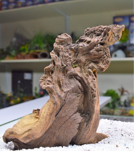 Extra small mopani wood - extra,
